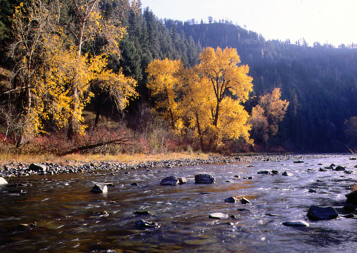 Western Spruce Budworm - Grande Ronde River - 1991